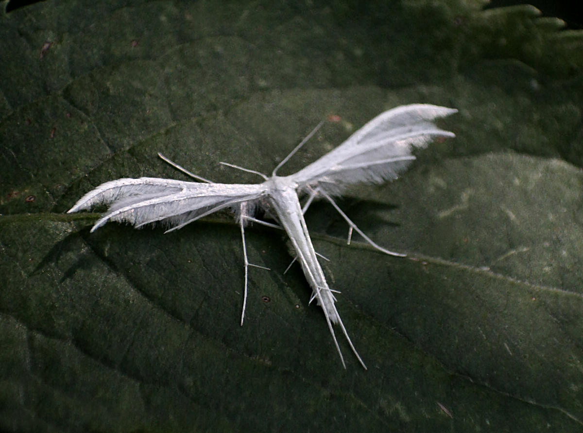 Pterophorus pentadactyla da confermare